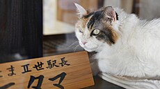 Ko�ka Nitama ve slu�b� jako p�ednostka stanice Ki�i v Japonsku. (2. srpna 2019)