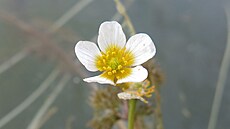 Unikátní k�í�enec laku�ník�, objevený v�dci v zatopených pískovnách na st�ední...