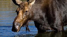 Los evropský a los americký jsou nejv�t�ími zástupci jelenovitých.