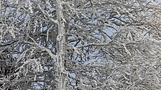 Mrazivé po�así v Orlických horách (6. ledna 2026)