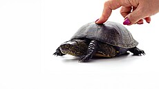 Slow food, slow fashion, slow gardening... Anglický výraz pro slovo pomalu na...