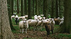 ilustra�ní snímek