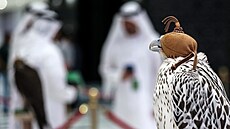 Sokol Gyr Pure z Velké Británie pózuje b�hem aukce na Mezinárodním veletrhu...