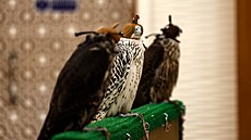 Aukce sokol� b�hem Mezinárodního veletrhu lovu a jezdeckého sportu (ADIHEX) v...