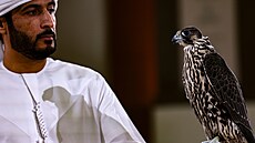 Zam�stnanec výstavy pózuje se sokolem Gyr Shahin z N�mecka b�hem dra�by sokol�...