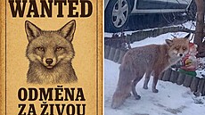 Mo�kov na Novoji�ínsku chce dopadnout li�ku, která v obci plení stavy dr�be�e....