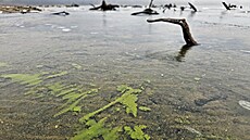 Zelený led na Lipn� v prosinci 2025. (8. ledna 2026)