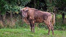 Dvouletá samice Omega se ve výb�hu zabydlela v zá�í.