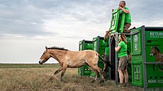 Vypou�t�ní klisny B�baj do aklimatiza�ní ohrady