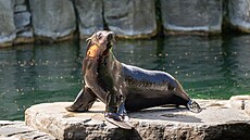 Mladý samec Oslo dorazil do Prahy z belgické Pairi Daizy.
