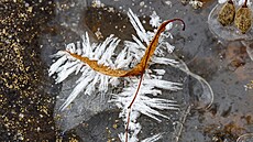 Mrazivé po�así d�lá divy, pro o�i je to pastva.