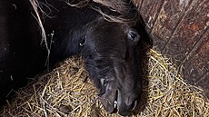 Rodina chová u Velkého Mezi�í�í na farm� koní n�kolik. Jedna b�ezí kobyla v�ak...