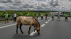 Velké drama se odehrálo v �ervnu na Pra�ském okruhu. H�ebec Wisky p�i p�evozu...