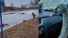 Hasi�i z Neratovic zachra�ovali srnku v Labi. Záchranná stanice v Huslíku pak...