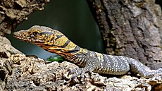 První p�ír�stek leto�ního roku v plze�ské zoo a hned rarita. Je jím mlád�...