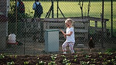 Komunitní zahrada Malackova v Rosicích je místem pro spole�né p�stování,...