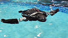 RoboTurtle plave u stánku Beatbot b�hem technologické výstavy CES ve st�edu 7....