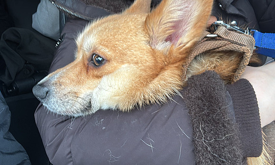 Corgi Tommi p�e�il po silvestru dev�t nocí v mrazu v lese u Lipna.