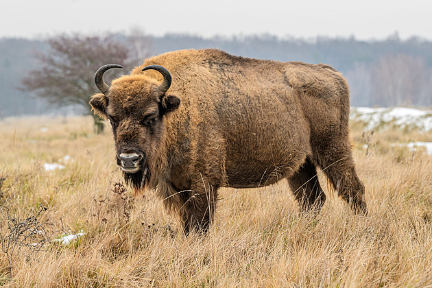 V Doupovských horách vznikne rezervace pro zubry, přispět může i veřejnost