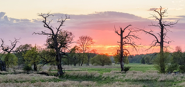 Vzácného brouka vědci spatřili po více než sto letech. V starodubech na Soutoku