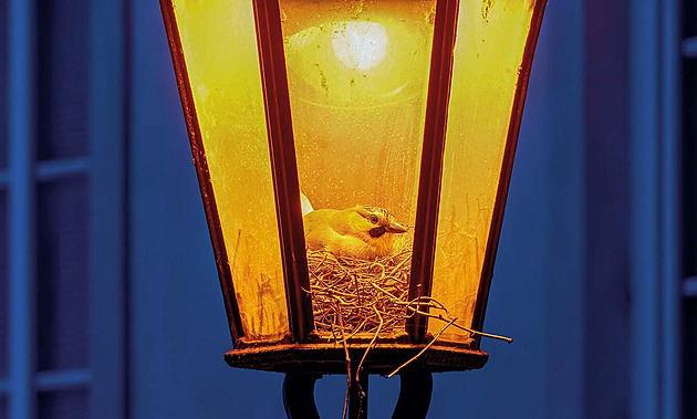 „Plašicí“ siluety ptáků jsou k ničemu, některé druhy spíš přitahují, říká ornitolog