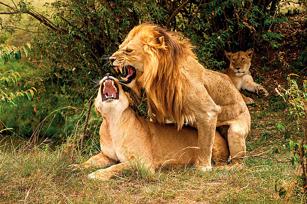 Jak to měli se sexem naši prapředci a co způsobí přebytek žen. Etolog vypráví