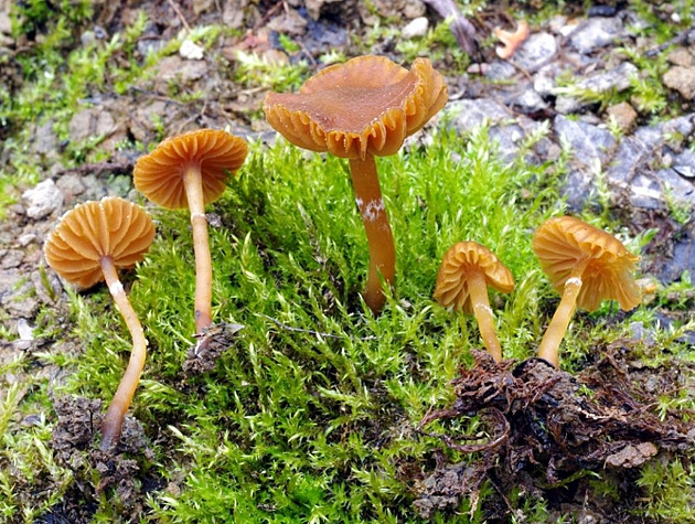 Vzácné druhy hub ochranáři objevili v lokalitě bývalé cihelny na Kutnohorsku