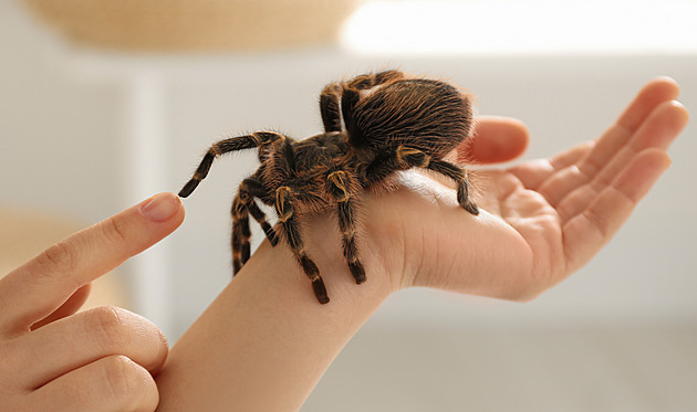 Protipavoučí rituál, tajemství pavučiny a kam zajet za pavouky přestat se bát