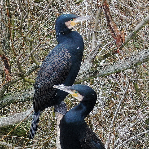 Kormoráni každý den uloví ryby za 1,5 milionu eur, odehnat je mají fáborky