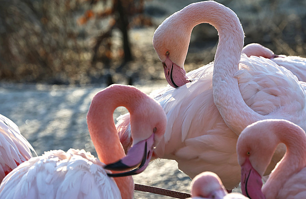 Plzeňská zoo zažila čtvrtý nejúspěšnější rok, přišlo přes 490 tisíc návštěvníků