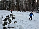 B�ka�i si u��vaj� poh�dkou zimu v hradeck�ch les�ch