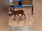 Do pardubick�ho Globusu zabloudil srnec, ven mu pomohli str�n�ci. (15. ledna...
