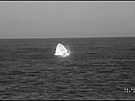 Lo� CrewDragon s posádkou mise Crew-11 se houpe ve vlnách Tichého oceánu krátce...