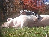 Prase dorostlo do p�ltunové hmotnosti.