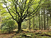 A hurá do lesa! P�esn�ji �e�eno do polesí breta�ského Paimpont, kterému ov�em...