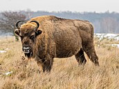 V Doupovských horách na západ� Ústeckého kraje vznikne rezervace pro zubry...