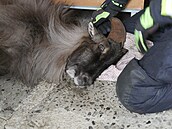 Zatoulaná exotická koza se na�la ve sklep� panelového domu v Jeseníku. (leden...