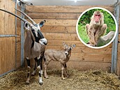 V olomoucké zoo v pátek 9. ledna 2026 zem�ela Bab�a, nejstar�í makak zahrady. O...