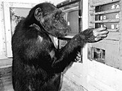 Ve 49 letech zem�ela samice �impanze jménem Ai, která um�la rozpoznat barvy,...