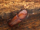 �ivého leskná�ka dubového nacházejí v�dci jen v extrémn� vzácných p�ípadech....