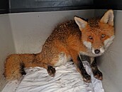 Li�ák ze smy�ky