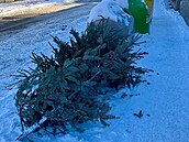 EXTERNÍ E-MAILDobrý den,posílám fotku stromk�.S...