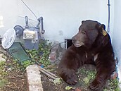 Medv�d se usadil pod domem v kalifornské Altaden� a ni�il nap�íklad i plynové...