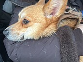 Corgi Tommi p�e�il po silvestru dev�t nocí v mrazu v lese u Lipna.