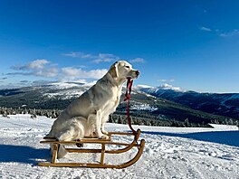 Hope Dream Zlatá kudrnka