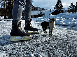 Ko�i�í krasobruslení