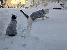 Ko�i�í svet�íkové duo