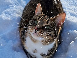 Ko�i�í radost ze sn�hu (modelka Mia)