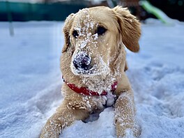 Jessie, která miluje zimu