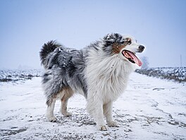 Australský �arod�j Merlin